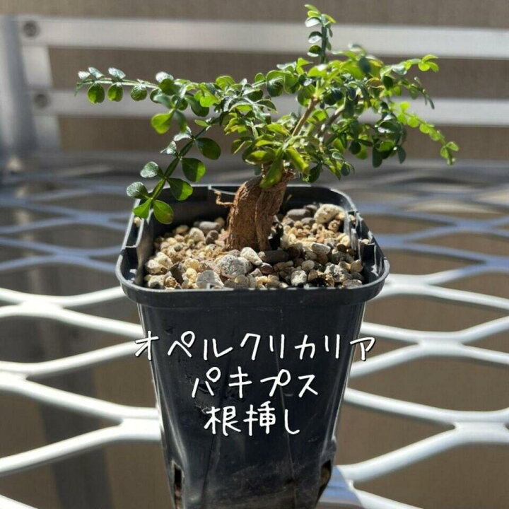 楽天市場】【ふるさと納税】オペルクリカリアパキプス根挿し株 1本 