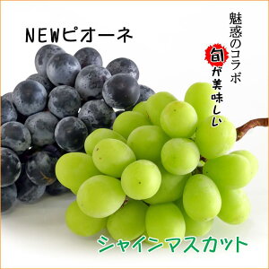 yӂ邳Ɣ[Łzs2025NtVC}XJbg & j[sI[l Zbg 2kg ( ȂVC}XJbg 1kg & Ȃj[sI[l 1kg ) Y bԂǂ }XJbg lCi R