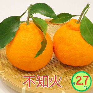 yӂ邳Ɣ[Łzst@2026Nsm΁@2.7kg | t[c ʕ  Hi lC  