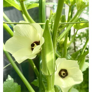 �y�ӂ邳�Ɣ[�Łz�y2026�N7�����{�������z�I�N���@��3kg�o��