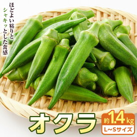 【ふるさと納税】オクラ　約1.4kg