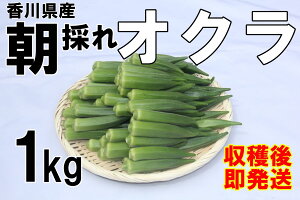yӂ邳Ɣ[Łz\tIw2025YxPʎsYIN 1kg