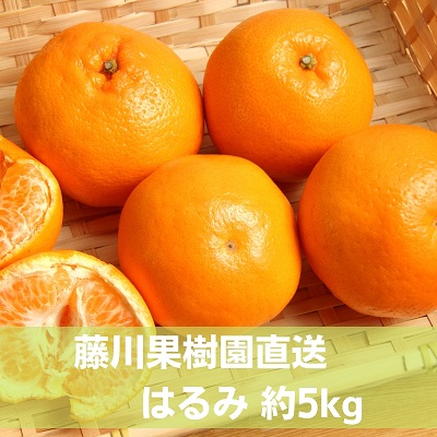 香川県観音寺市 安い ふるさと納税 はるみ 約5kg 果物類 フルーツ お届け：2023年1月下旬～2月中旬 デコポン みかん 新規購入 柑橘類