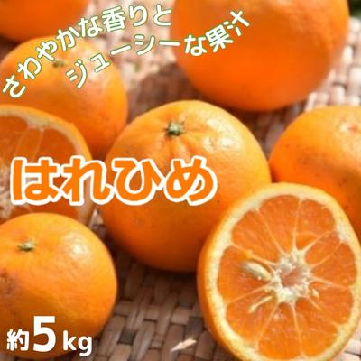 香川県観音寺市 ふるさと納税 はれひめ セール商品 約5kg 果物類 ミカン 柑橘類 お届け：2021年1月上旬～1月下旬 みかん 人気海外一番 フルーツ