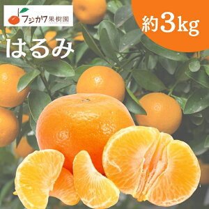 �y�ӂ邳�Ɣ[�Łz2026�N��s�\�� �͂�� ��3kg �݂��� ���k�� �ʕ� �t���[�c�@ �@���͂��F2026�N1�����{�`2�����{