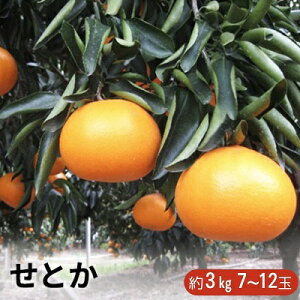 yӂ邳Ɣ[ŁzƂ 3kgϔ ʕށ^݂ k t[c@ @͂F2026N2{`2{