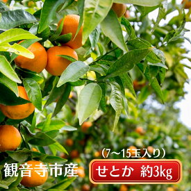 【ふるさと納税】《とろける美味》 せとか 約3kg 甘い みかん （ お取り寄せ おすすめ 美味しい せとかみかん せとかふるさと納税 季節限定 柑橘 蜜柑 かんきつ フルーツ 青果 果物 くだもの 贈り物 特産品 ） 香川県観音寺市 　お届け：2026年2月上旬～3月上旬