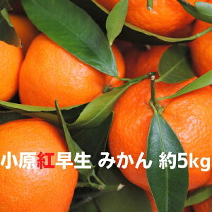 yӂ邳Ɣ[Łz쌧IWii g ݂ 5kg ʕށ^݂ k t[c ~J  @͂F2025N11{`12{