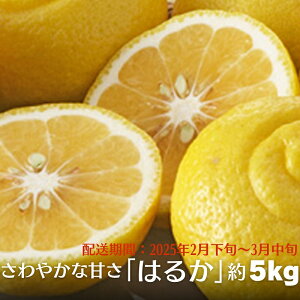 【ふるさと納税】さわやかな甘さ「はるか」約5kg 果物類 柑橘類 フルーツ みかん  お届け:2026年2月中旬〜3月上旬