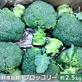 【ふるさと納税】鮮度抜群！ブロッコリー 約2.5kg　【野菜・野菜セット】　お届け：2023年11月下旬～2024年6月中旬