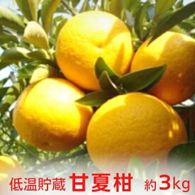 【ふるさと納税】【2026年先行予約】低温貯蔵　甘夏柑　約3kg 果物類 柑橘類 柑橘 みかん ミカン フルーツ 　お届け：2026年5月下旬～6月上旬