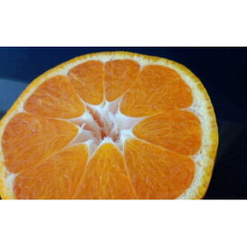 【ふるさと納税】石地大玉くん　約10kg　【果物類・柑橘類・柑橘・みかん・ミカン・フルーツ】　お届け：2024年12月中旬～12月下旬