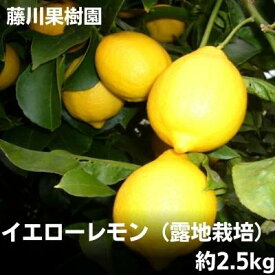【ふるさと納税】2024年お届け イエローレモン（露地栽培）約2.5kg　【果物類・柑橘類・柑橘・レモン・檸檬・イエローレモン】　お届け：2024年1月中旬～5月下旬