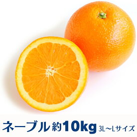 【ふるさと納税】ネーブル　約10kg 果物類 柑橘類 フルーツ ネーブルオレンジ オレンジ 　お届け：2026年1月下旬～2月下旬