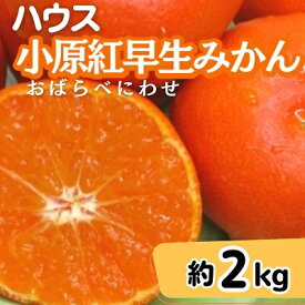 【ふるさと納税】ハウス 小原紅早生 みかん 約2kg化粧箱　【果物類・柑橘類・みかん・フルーツ・約2kg】　お届け：2024年6月下旬～7月下旬