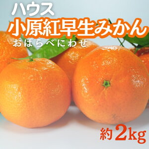 �y�ӂ邳�Ɣ[�Łz�n�E�X �����g���� �݂��� ��2kg���ϔ� �ʕ��� ���k�� �t���[�c �@���͂��F2026�N6�����{�`8�����{