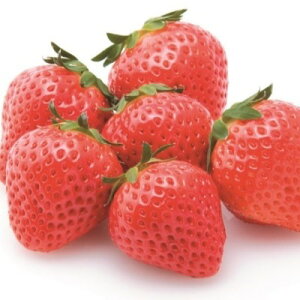 yӂ邳Ɣ[ŁzuʂЂ߁v250g×2pbN ʕ  C`S @͂F2025N12{`2026N1{
