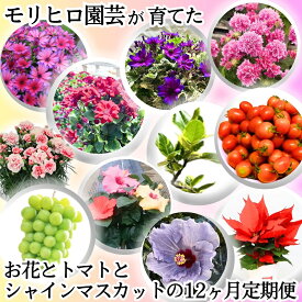【ふるさと納税】モリヒロ園芸が育てたお花とトマトとシャインマスカットの12ヶ月定期便 植物 果物類 ぶどう フルーツ 野菜 ミニトマト 　お届け：ご寄附（入金）確認月の翌月回より12ヶ月間順次配送致します。