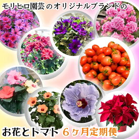 【ふるさと納税】モリヒロ園芸のオリジナルブランドのお花とトマト6ヶ月定期便 植物 野菜 ミニトマト 　お届け：ご寄附（入金）確認月の翌月回より6回順次配送致します。