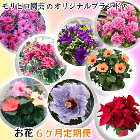 【ふるさと納税】モリヒロ園芸のオリジナルブランドのお花6ヶ月定期便 植物 　お届け：ご寄附（入金）確認月の翌月回より6回順次配送致します。