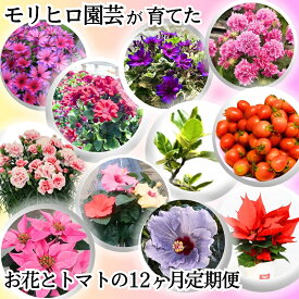 【ふるさと納税】モリヒロ園芸が育てたお花とトマトの12ヶ月定期便 植物 野菜 ミニトマト 　お届け：ご寄附（入金）確認月の翌月回より12ヶ月間順次配送致します。