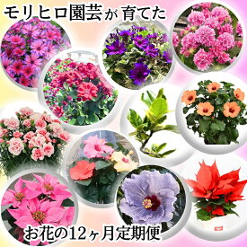 【ふるさと納税】モリヒロ園芸が育てたお花の12ヶ月定期便 植物 　お届け：ご寄附（入金）確認月の翌月回より12ヶ月間順次配送致します。