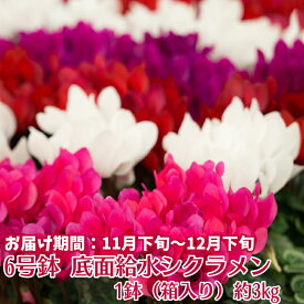 【ふるさと納税】6号鉢 底面給水 シクラメン 1鉢（箱入り） 　お届け：2025年11月下旬～12月下旬※ご寄附（ご入金）確認後、約2週間で順次お届けとなります。