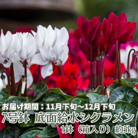 【ふるさと納税】7号鉢 底面給水 シクラメン 1鉢（箱入り） 　お届け：2025年11月下旬～12月下旬※ご寄附（ご入金）確認後、約2週間で順次お届けとなります。