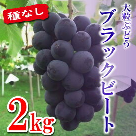 【ふるさと納税】 ぶどう 葡萄 大粒 希少 約 2kg 種無し ブラック さぬき 香川県