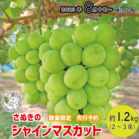 【ふるさと納税】 シャインマスカット ブドウ フルーツ 1.2kg 2～3房 予約販売 数量限定 8月中旬～出荷