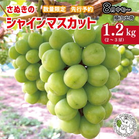 【ふるさと納税】 シャインマスカット ブドウ フルーツ 1.2kg 2～3房 予約販売 数量限定 8月中旬～出荷