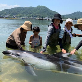 【ふるさと納税】ふれあいビーチ体験 ペア 入場券付き【体験 イルカ ドルフィン 日本ドルフィンセンター 香川県 さぬき市】