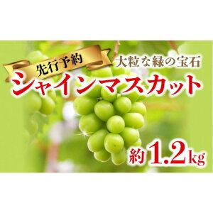 yӂ邳Ɣ[ŁzVC}XJbg 1.2kg (2[`3[) | VC}XJbg }XJbg Ԃǂ ʕ t[c XC[c Yi fU[g { Ԍ