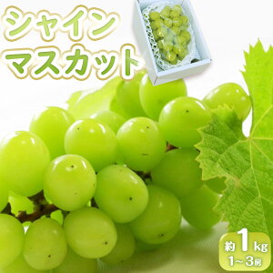 yӂ邳Ɣ[Łzs\ VC}XJbg 1kg@(1`3[)y쌧Y 嗱 Ȃ  Ԃǂ t[c Y {̍̂ꂽ ʌz