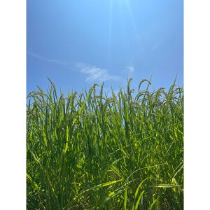 【ふるさと納税】【内容量が選べる】令和7年度産 新米 こしひかり 3kg〜10kg さぬきの米 たべてんまい