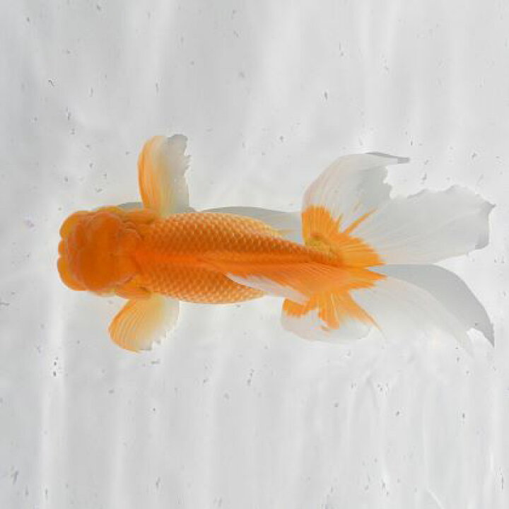 楽天市場 ふるさと納税 金魚 日本オランダ獅子頭 E 生き物 鑑賞 金魚 香川県東かがわ市