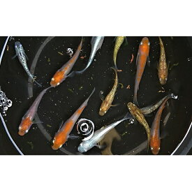 楽天市場 観賞魚 種 観賞魚 メダカ 鯉 錦鯉 熱帯魚 アクアリウム ペット ペットグッズ の通販 楽天市場 観賞魚 種 観賞魚 メダカ 鯉 錦鯉 熱帯魚 アクアリウム ペット ペットグッズ の通販
