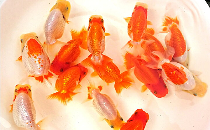 楽天市場 ふるさと納税 金魚の王様 らんちゅう 鑑賞 練習用 生き物 金魚 魚 香川県東かがわ市