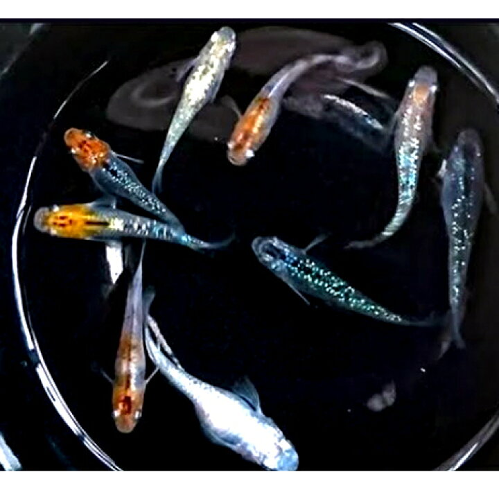 楽天市場 ふるさと納税 高級メダカ 6種 B 6種 各8匹 計48匹 生き物生き物 香川県東かがわ市