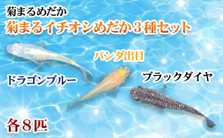 楽天市場 ふるさと納税 菊まるめだかの イチオシめだか3種セット 計24匹 生き物 計24匹 めだか メダカ お魚 ペット 香川県東かがわ市 楽天市場 ふるさと納税 菊まるめだかの イチオシめだか3種セット 計24匹 生き物 計24匹 めだか メダカ お魚 ペット 香川県東かがわ市