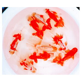 【ふるさと納税】金魚「日本オランダ獅子頭 」D　【生き物 鑑賞 金魚】