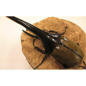 yӂ邳Ɣ[ŁzwNXIIJug yA  IX 130mmO X C JugV    v[g 蕨 Mtg q j̎q  쌧 s@@͂F2026N4