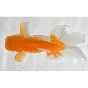 �y�ӂ邳�Ɣ[�Łz���{�I�����_���q���i�ӏ܁E���K�p�j ������ ���� ��