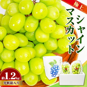 yӂ邳Ɣ[Łzɏ VC}XJbg [ 2[ 1.2kg ϔ }XJbg  Ԃǂ uhE t[c ʕ  ʎ {̉ʕ {̃t[c p Mtg v[g  쌧 