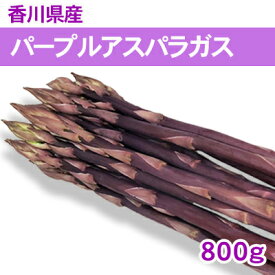 【ふるさと納税】パープルアスパラガス 800g 野菜 野菜セット 　お届け：2025年3月上旬～9月下旬