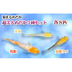 菊まるめだかの【超美人めだか3種セット】計24匹　【生き物 計24匹 めだか メダカ お魚 ペット】