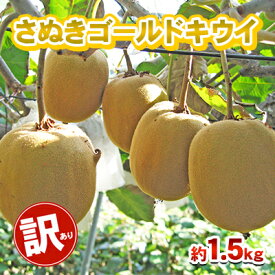 【ふるさと納税】訳あり さぬきゴールド 1.5kg 香川県産 キウイ キウイフルーツ ゴールドキウイ ゴールデンキウイ フルーツ 果物 くだもの 旬のフルーツ 旬の果物 香川 香川県 東かがわ市　お届け：10月中旬～12月31日