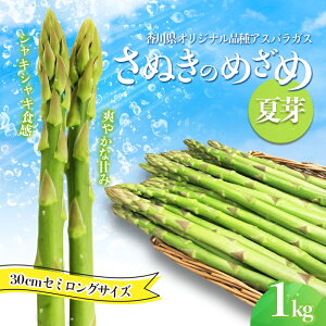 yӂ邳Ɣ[ŁzAXpKXyʂ̂߂߁zĉ30cmZ~OTCY1kg O[AXpKX  _炩 VLVL {̖ Y H @͂F2025N6{`9{