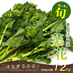 【ふるさと納税】冬から春が旬の「菜花(菜の花)」1.2kg 地域のお礼の品 カタログ  お届け:2026年1月25日〜3月上旬まで