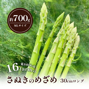yӂ邳Ɣ[Łz16farm̃AXpuʂ̂߂30cmOvMLTCY700g AXpKX ʂ̂߂ OAXp  ₳ VN @͂F2025N31`2025N930